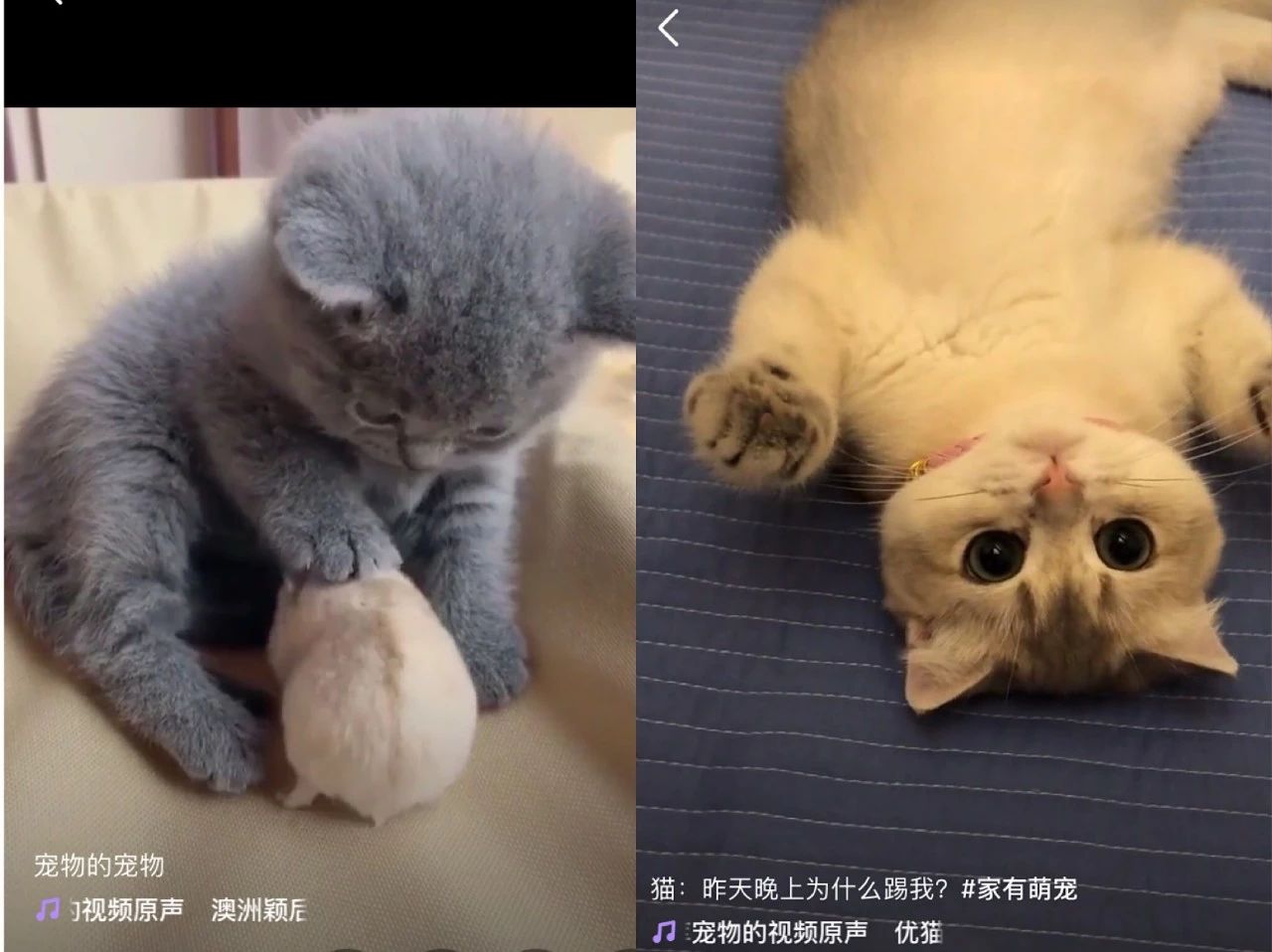 短视频那么火,玩微视短视频的达人创作前需要考虑哪些?