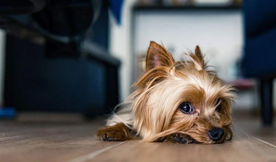 抖音宠物类账号运营思路