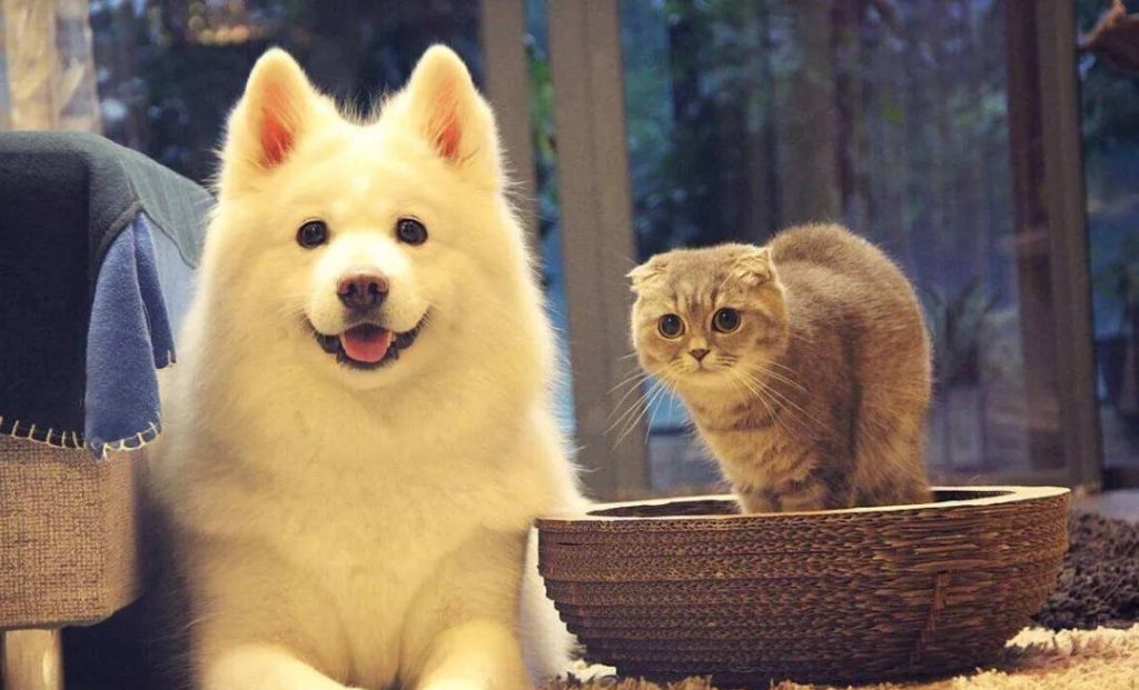 抖音宠物类账号运营思路