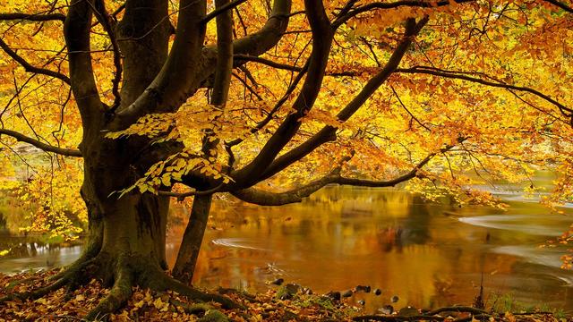 ChatGPT官网注册流程 | 详细步骤和使用指南